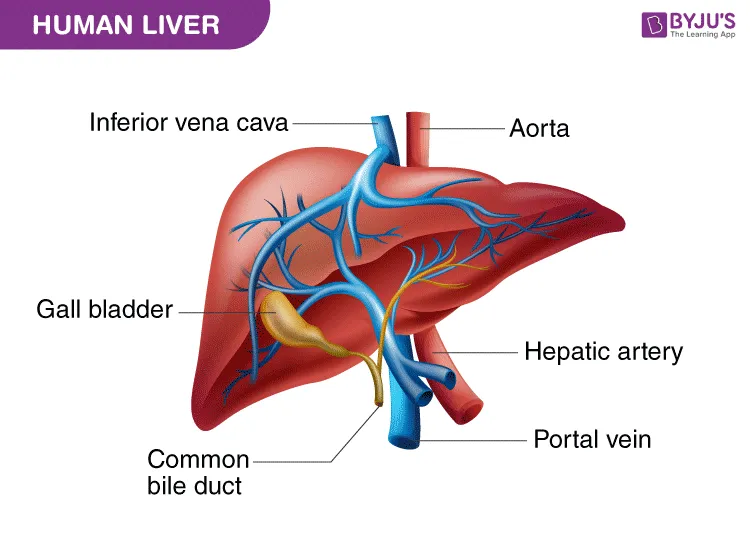 Liver